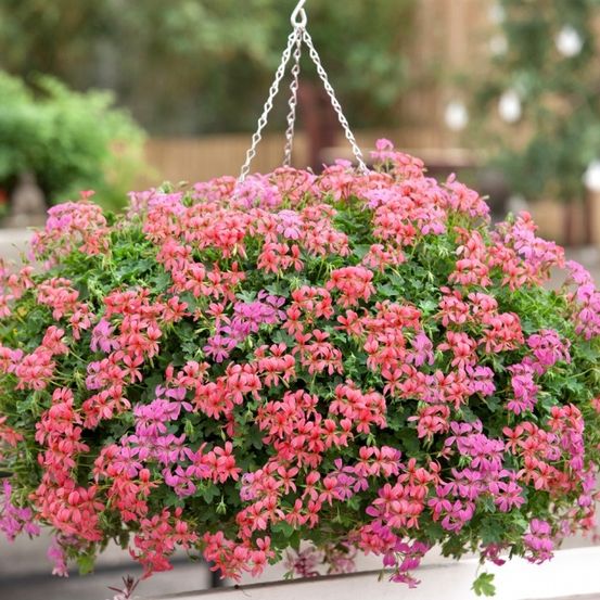 Ein hängender Korb mit leuchtend rosa und roten Blumen, wahrscheinlich Geranien, hängt an einer Metallkette. Der Korb ist von üppigen grünen Blättern umgeben.