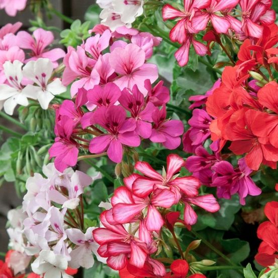 Ein Nahaufnahme von leuchtenden Geranienblüten in verschiedenen Rosa-, Weiß- und Rottönen mit üppigen grünen Blättern.
