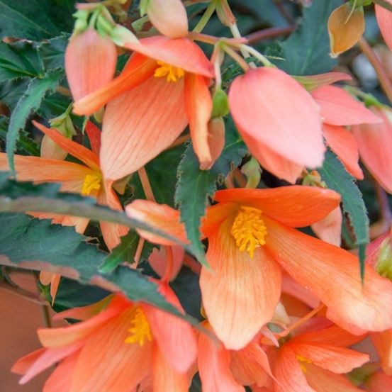 Eine Nahaufnahme von orangefarbenen Blumen mit gelben Zentren, umgeben von grünen Blättern, wahrscheinlich Teil eines Gartens oder einer Blumenanordnung.