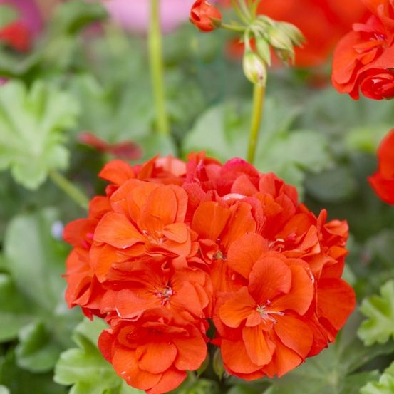 Eine Nahaufnahme von leuchtend orangefarbenen Geranien mit üppigen grünen Blättern im Hintergrund.