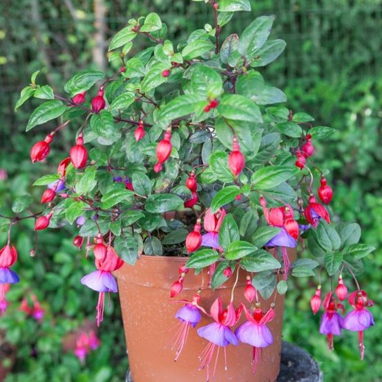 Ein Topf mit einer Fuchsie mit roten und lila Blüten steht auf einem Steinsockel, mit unscharrem grünem Hintergrund.