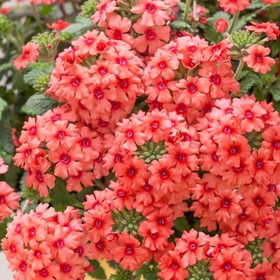 Ein Nahaufnahme einer lebhaften Ansammlung von korallenfarbenen Blüten mit grünen Blättern, möglicherweise eine Art Petunie, die ihre komplizierten Blütenblätter und roten Zentren zeigt.