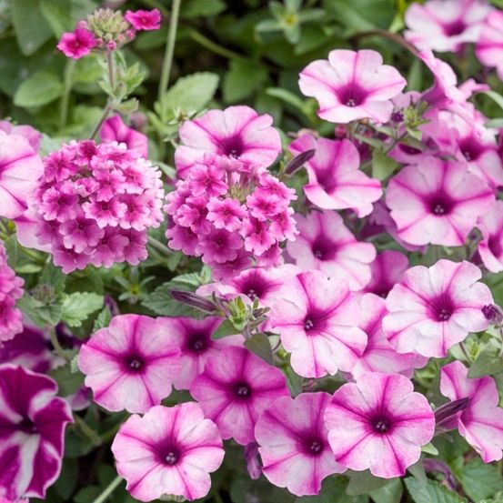 Ein Nahaufnahme einer Gruppe von rosa und lila Petunienblüten mit grünen Blättern. Die Blüten sind leuchtend, und ihre Blütenblätter haben eine leichte gewellte Erscheinung.