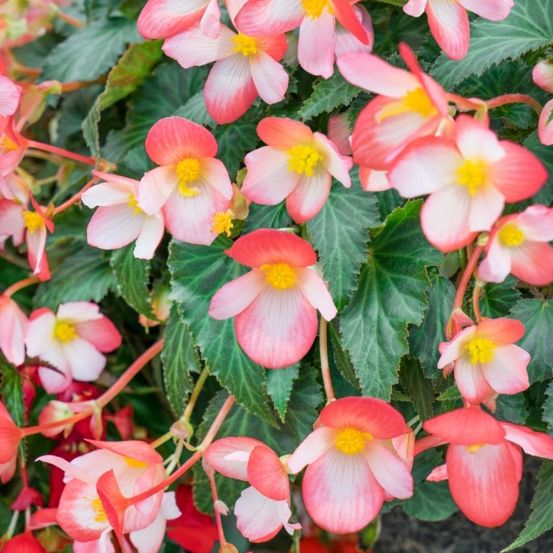 Eine Ansammlung von rosa und weißen Blüten mit gelben Zentren und grünen Blättern, wobei jede Blume an schlanken Stielen hängt. Die Blüten haben ein zartes Erscheinungsbild mit weichen Blütenblättern.