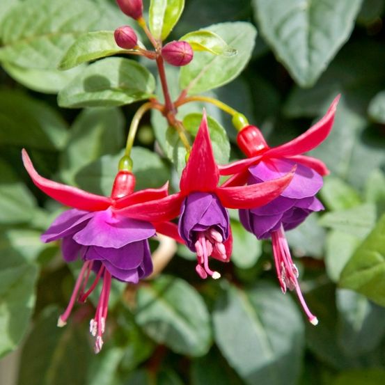 Eine Nahaufnahme von drei Fuchsienblüten mit leuchtend violetten Blütenblättern und roten Kelchblättern, umgeben von üppigen grünen Blättern.