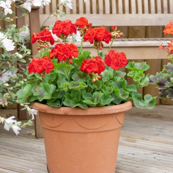 Ein Topf mit roten Geranien und üppigen grünen Blättern steht auf einer Holzterrasse, mit einer Holzbank und weißen Blumen im Hintergrund.