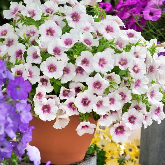 Ein Nahaufnahme eines Topfes mit weißen und lila Petunien. Der Topf ist orange und die Blumen sind von anderen Pflanzen umgeben.