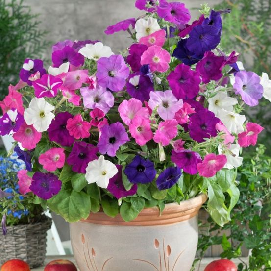Ein Tontopf voller leuchtender Blumen, darunter rosa, lila und weiße Petunien, ist von grünen Blättern und Äpfeln umgeben. Der Topf steht auf einem Holztisch mit anderen Pflanzen.