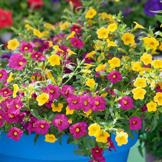 Ein blauer Topf, gefüllt mit einer Vielfalt farbenfroher Blumen, darunter gelbe, lila und rosa Blüten, vor einem verschwommenen Hintergrund aus Grün.