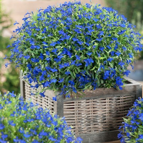 Ein Nahaufnahme einer dekorativen Pflanze mit blauen Blumen in einem Holzpflanzer, umgeben von Grün, im Freien.