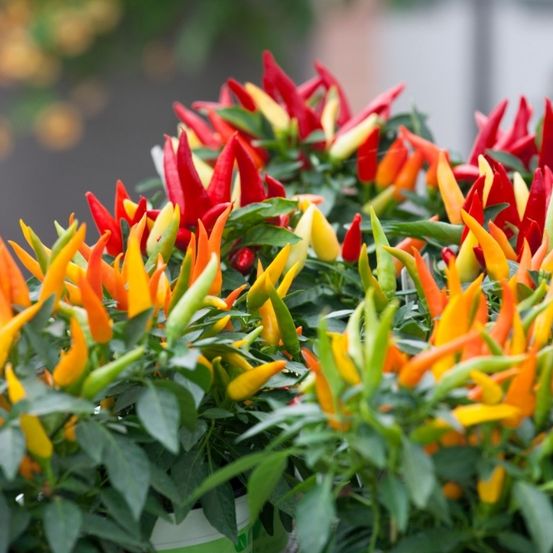 Nahaufnahme einer Vielfalt von Chilischoten in verschiedenen Farben wie rot, gelb und orange. Die Schoten wachsen in einem Garten mit grünen Blättern.