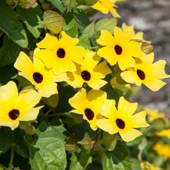Eine Nahaufnahme mehrerer gelber Blumen mit dunklen Zentren und grünen Blättern, die in einem Garten auf einer Pflanze wachsen.