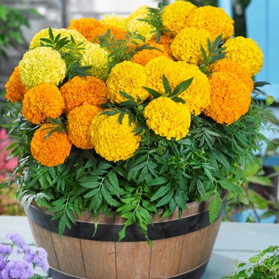 Ein Holzfass mit leuchtenden Ringelblumen in Gelb- und Orangetönen steht auf einem Tisch.