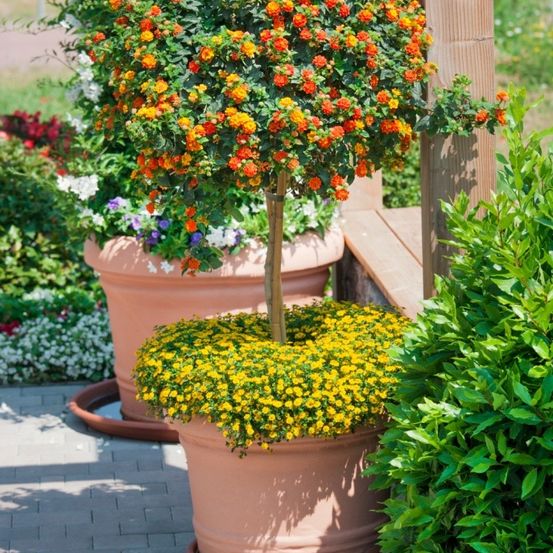 Zwei Topfpflanzen mit leuchtend orangen und gelben Blumen stehen auf einem Ziegelweg. Ein Holzbank befindet sich in der Nähe.