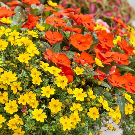 Ein farbenfroher Blumenstrauß mit einer Mischung aus orange und gelben Blüten in einem Topf, umgeben von üppigem grünem Laub.