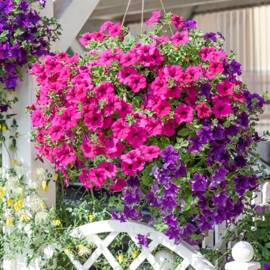 Ein großer hängender Korb mit leuchtenden rosa und lila Petunien hängt von einer Veranda. Die Blumen sind üppig und voller, mit grünen Blättern. Ein weißer Holzzaun befindet sich hinter dem Korb.
