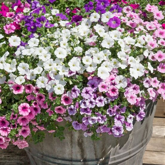 Ein großer Pflanzkübel, gefüllt mit leuchtenden Petunien in verschiedenen Farben, darunter Weiß, Rosa und Lila, auf einer Holzterrasse.