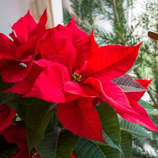 Ein Nahaufnahme einer leuchtend roten Weihnachtssternpflanze mit glänzenden Blättern und einem kleinen gelben Zentrum, umgeben von anderen grünen Pflanzen.