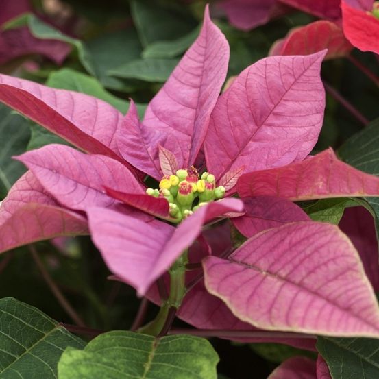 Eine Nahaufnahme einer leuchtend rosafarbenen Weihnachtssternblüte, umgeben von leuchtend roten und grünen Blättern. In der Mitte der Blüte befinden sich kleine gelbe Knospen.