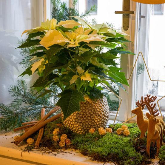 Ein Fenstersims mit einer großen gelben Weihnachtssternpflanze in einem pinapel-gemusterten Topf, umgeben von Zimtstangen, Tannenzapfen und Moos. Zwei Rehenfiguren stehen auf dem Moos. Ein Stern und ein Türgriff sind im Hintergrund.
