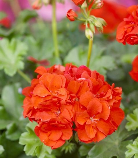 Ein Nahaufnahme einer Gruppe leuchtend orangefarbener Geranienblüten mit üppigen grünen Blättern im Vordergrund.