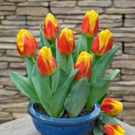 Ein blauer Topf mit gelben und roten Tulpen steht auf einem Holztisch vor einer Steinmauer.