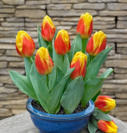 Ein blauer Topf mit gelben und roten Tulpen steht auf einem Holztisch vor einer Steinmauer.