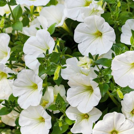 Ein Nahaufnahme mehrerer weißer Petunienblüten mit grünen Blättern, jede mit einem gelben Zentrum. Die Blüten sind in voller Blüte und zeigen leuchtende Blütenblätter.