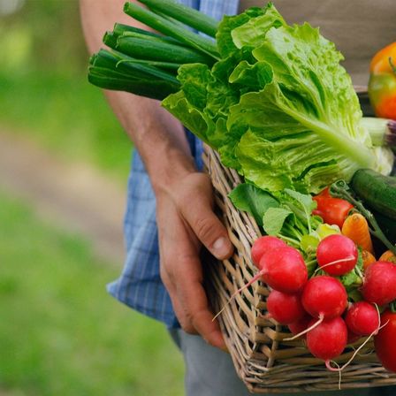 Eine Person, die einen Weidenkorb mit frischem Gemüse hält, darunter grüne Zwiebeln, Salat, Radieschen und Tomaten.