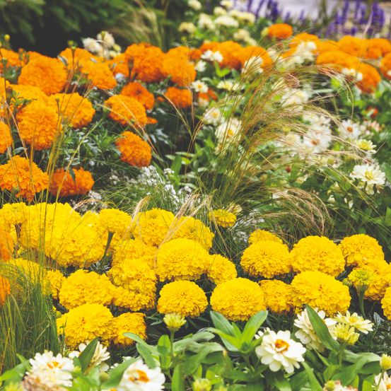 Ein Garten mit leuchtenden gelben und orangefarbenen Blumen zwischen grünen Blättern und weißen Blüten, vor einem Hintergrund von Grün.