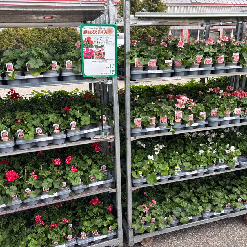 Reihen von Metallregalen halten kleine Töpfe mit roten und weißen Blumen, die auf Deutsch beschriftet sind. Die Regale stehen im Freien, mit einem Gebäude im Hintergrund.