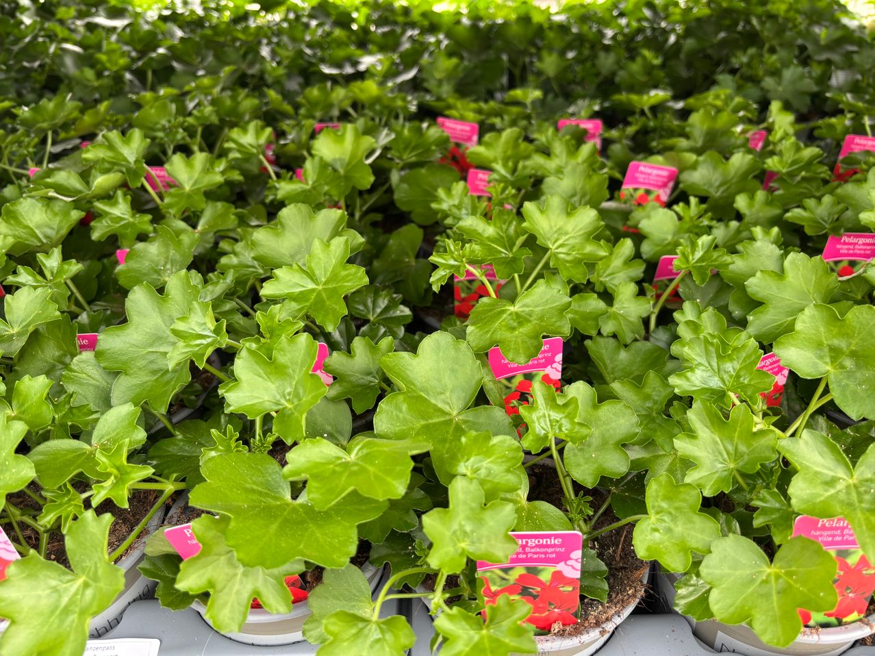 Nahaufnahme von mehreren grünen Pflanzen mit rosa Etiketten in einem Gewächshaus. Die Pflanzen stehen in Töpfen, einige mit roten Blüten.