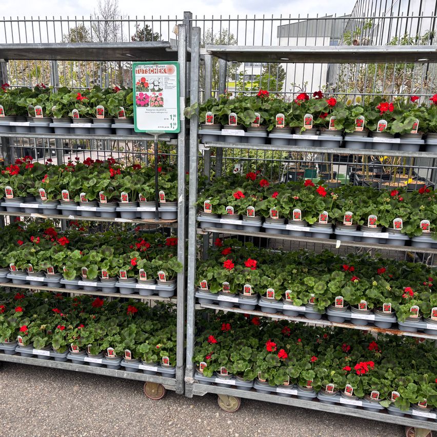 Zwei Metallregale zeigen Reihen von roten und grünen Topfpflanzen. Jede Pflanze hat einen Etikett. Die Regale sind im Freien mit einem Metallzaun im Hintergrund.