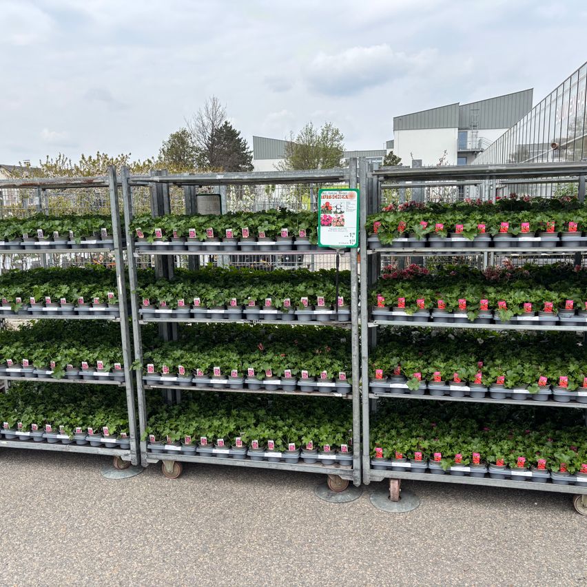 Drei rollende Regale mit beschrifteten Topfpflanzen stehen im Freien auf einer gepflasterten Oberfläche. Im Hintergrund befinden sich Bäume und Gebäude.