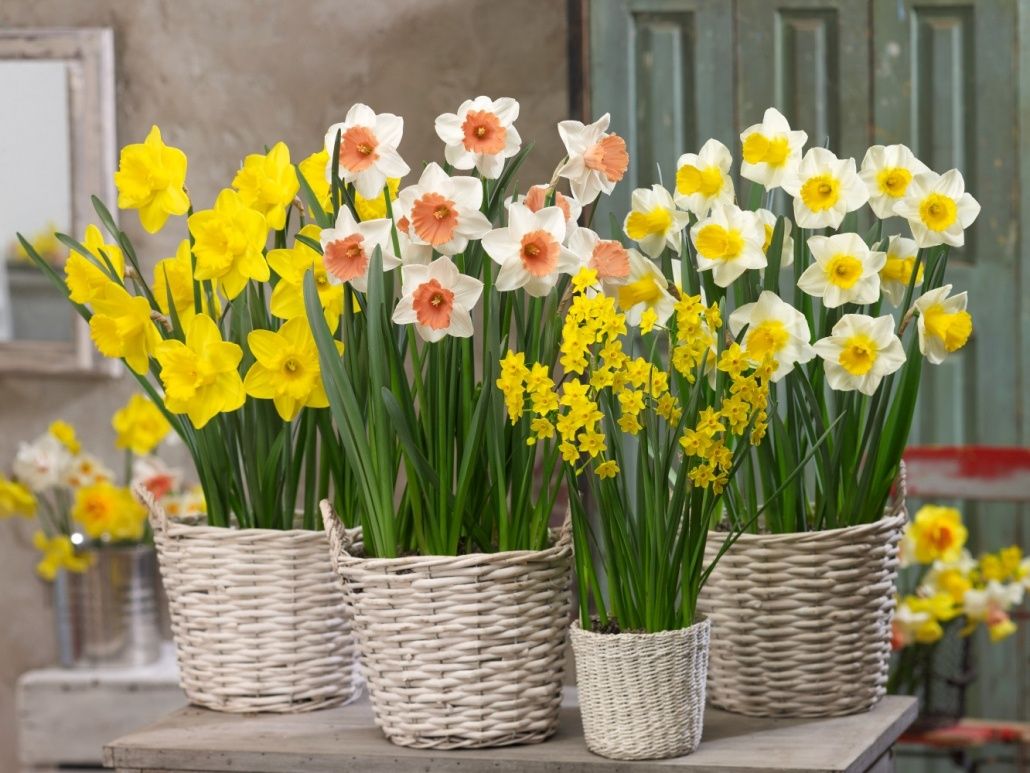 Vier weiße und orange Narzissen in Weidenkörben auf einem Tisch vor einer grünen Tür.