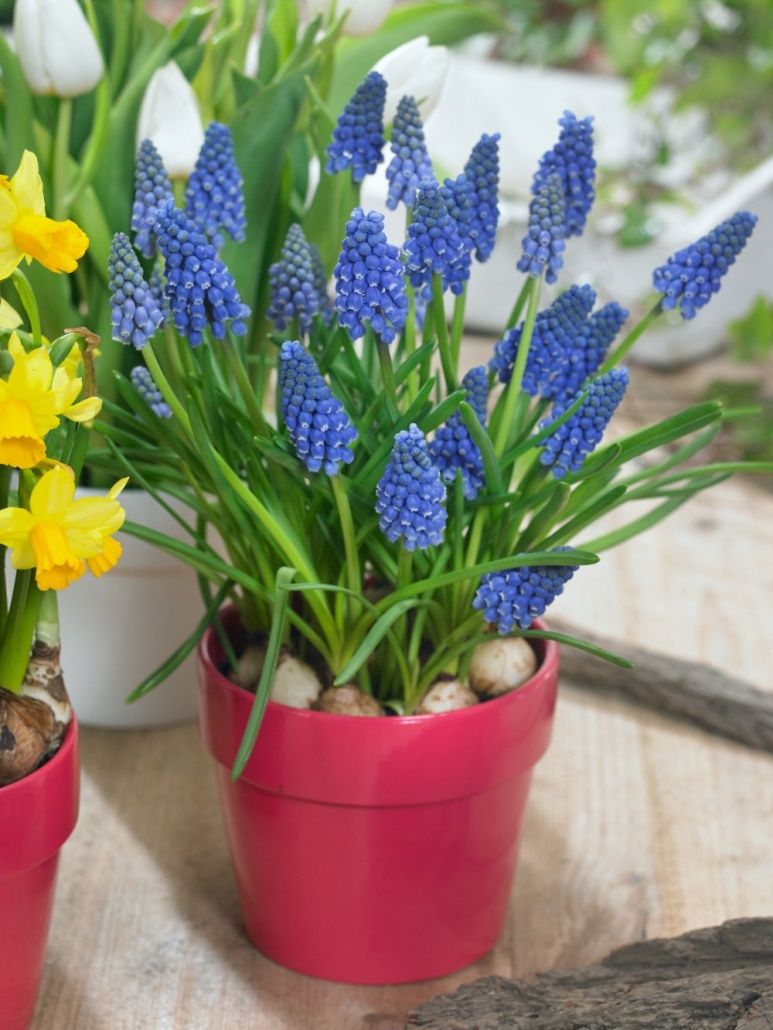 Ein Nahaufnahme eines rosa Topfes mit blauen Traubenhyazinthen neben einer gelben Narzisse in einem weißen Topf auf einer Holzoberfläche.