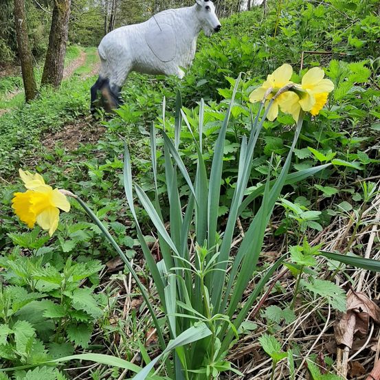 Daffodil, Flower, Plant, Vegetation, Cow, Mammal, Rose, Outdoors, Nature, Tree
