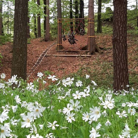 Grove, Outdoors, Tree, Vegetation, Woodland, Grass, Park, Play Area, Herbal, Outdoor Play Area