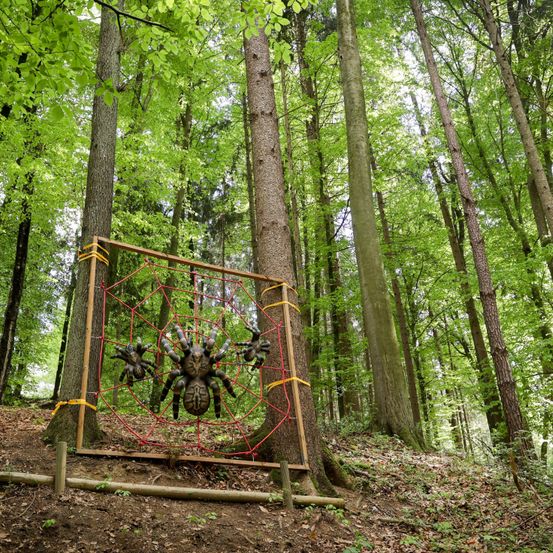 Grove, Land, Nature, Outdoors, Tree, Vegetation, Woodland, Spider, Rainforest, Play Area