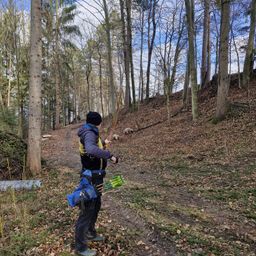 Grove, Land, Outdoors, Tree, Vegetation, Woodland, Wilderness, Soil, Hiking, Path
