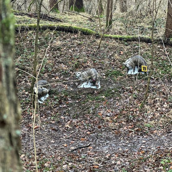 Vegetation, Land, Outdoors, Tree, Woodland, Grove, Soil, Tree Trunk, Wilderness, Dog
