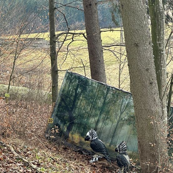 Tree, Vegetation, Land, Woodland, Grove, Shelter, Taking Cover, Bird, Paintball, Tree Trunk