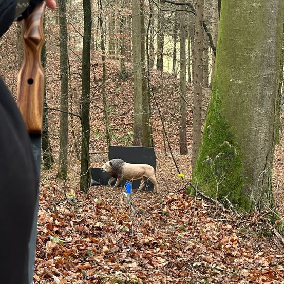 Vegetation, Grove, Land, Outdoors, Tree, Woodland, Weapon, Person, Pig, Bow