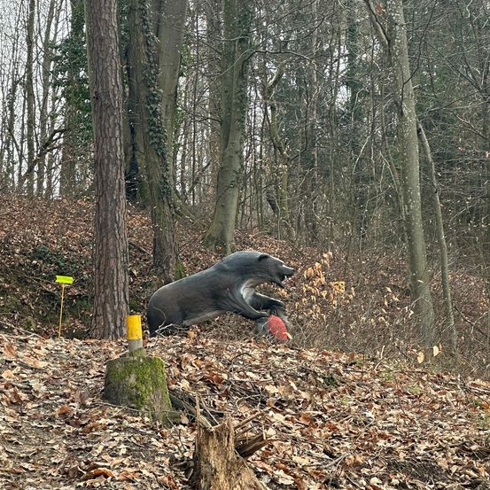 Tree, Vegetation, Land, Nature, Outdoors, Woodland, Grove, Tree Stump, Tree Trunk, Bear