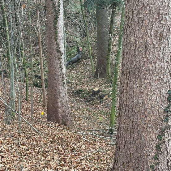 Plant, Tree, Tree Trunk, Vegetation, Woodland, Person, Taking Cover, Mammal, Monkey, Wildlife