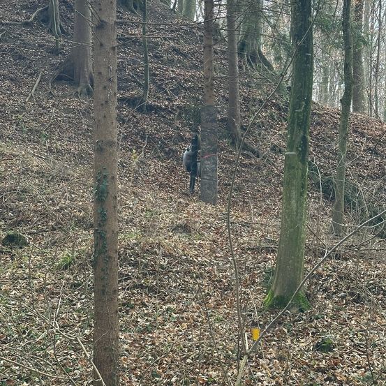 Grove, Land, Nature, Outdoors, Tree, Vegetation, Woodland, Slope, Path, Wilderness