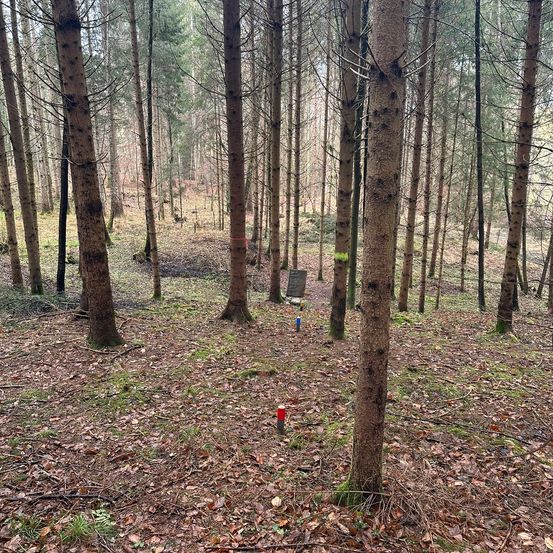 Grove, Land, Tree, Vegetation, Woodland, Wilderness, Soil, Path, Trail, Ground