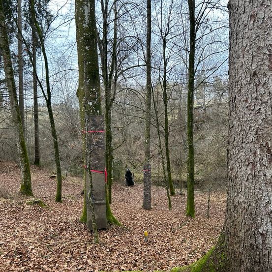 Grove, Land, Nature, Outdoors, Tree, Vegetation, Woodland, Tree Trunk, Path, Park