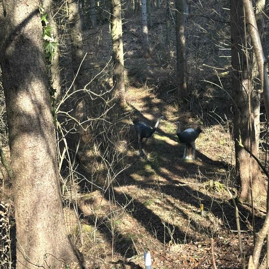 Zwei schwarze Vögel stehen in einem Wald mit kahlen Bäumen und trockenen Blättern auf dem Boden. Die Vögel stehen sich gegenüber.