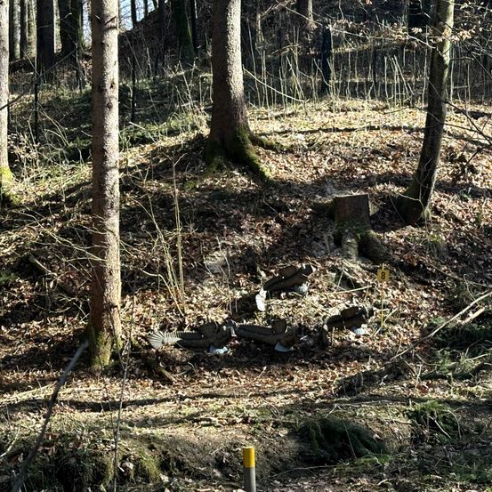 Eine Waldszene mit einem umgestürzten Baumstamm und verstreuten Trümmern auf dem Boden. Hohe Bäume umgeben das Gebiet, und der Boden ist mit abgefallenen Blättern bedeckt.